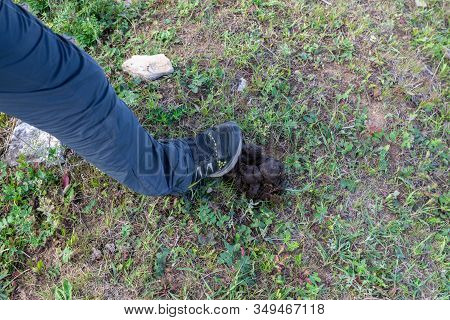 Foot In Shoe Over Animal Excrement. Man Stepping Into Pile Of Horse Poop Or Shit Or Muck Or Dung. Po