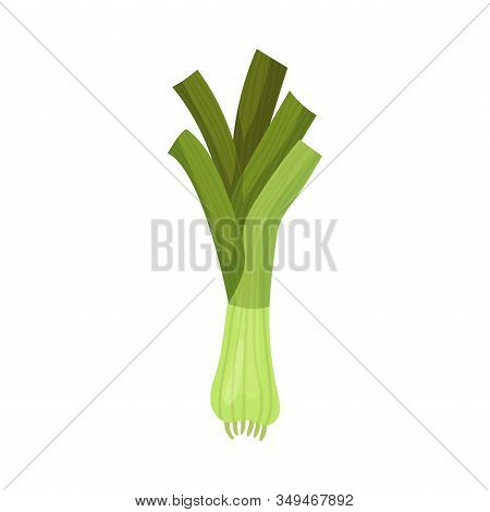 Leek Vegetable Isolated On White Background Vector Illustration