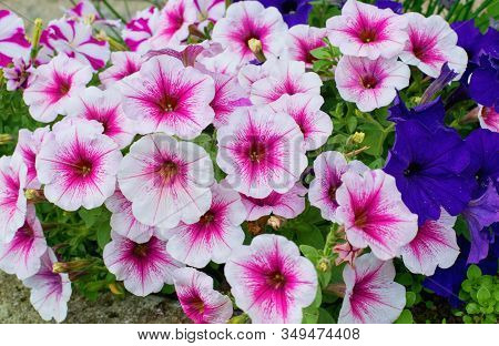 Varieties Of Petunia And Surfinia Flowers In The Pot In Front The Door