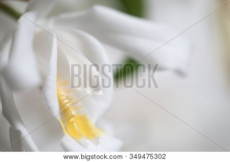 Flowers Of Coelogyne Cristata Orchid, Close Up Shot