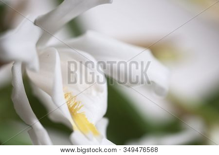 Flowers Of Coelogyne Cristata Orchid, Close Up Shot