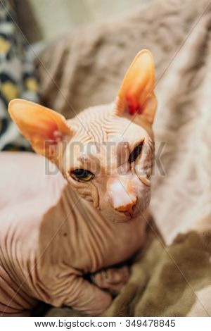 Sphinx Indoors, Bald Cat In The Bedroom, Hairless Cat, Naked Cat. Sphinx