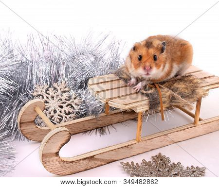 Funny Cute Syrian Hamster Sitting On A Toy Christmas Sleigh (against The Background Of Christmas Dec