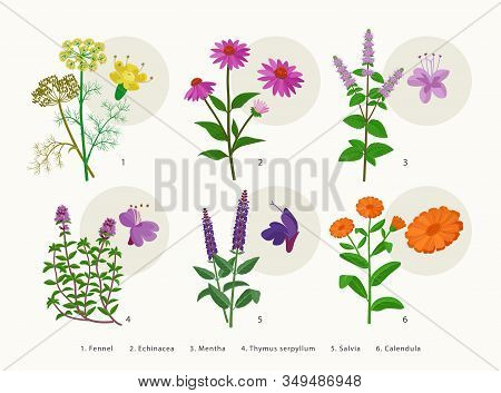 Medicinal Herbs And Flowers, Healing Plants Icons Collection, Flat Illustrations Isolated On White B