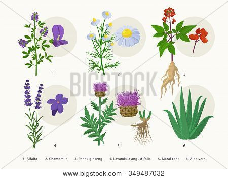 Medicinal Herbs And Their Flowers, Plants Icons Collection, Flat Illustrations Isolated On White Bac
