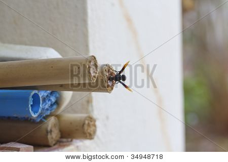 Fango Dauber Wasp