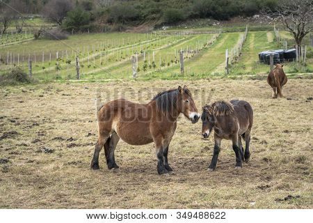 Lovely And Tender Animal Image Of A Female Donkey And Its Son Together In A Meadow Of Asturias, Spai