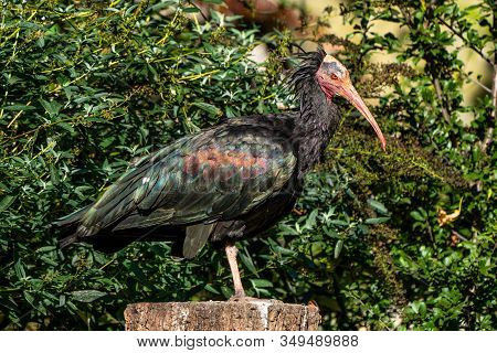 Northern Bald Ibis, Geronticus Eremita In The Zoo