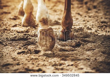 The Legs Of An Unshod Sorrel Horse That Walks On The Sand, Raising The Dust With Its Hooves, Which I