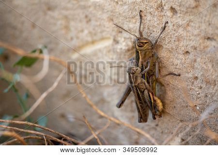A Pair Of Grasshoppers Mating Whilst Hidden In The Low Grass