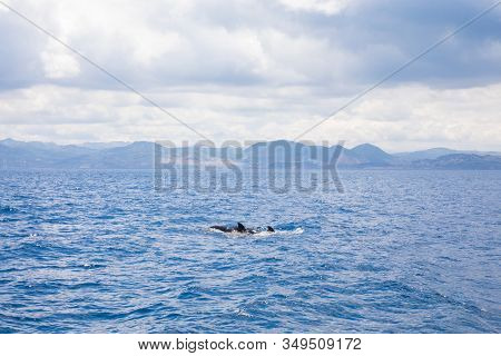 Pilot Whales Swimming In Front Of Morocco Coastline