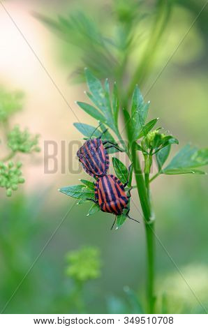 Red Striped Garden Bugs Make Love. The Reproduction Of Insects. Green Parsley Leaves.