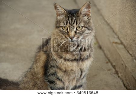 Tricolor Shorthair Cat Is Resting On The Asphalt And Watching. Green Eyed Big Domestic Pet.  Animal 