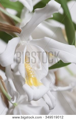Flowers Of Coelogyne Cristata Orchid, Close Up Shot