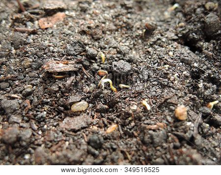 A Green Sprout Of The First Spring Early Hemp Sprouted From The Ground