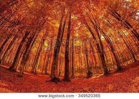 Beautiful View Of A Forest With Trees And Foliage Autumn Leaves, Sfanta Ana, ‎harghita County, Roman
