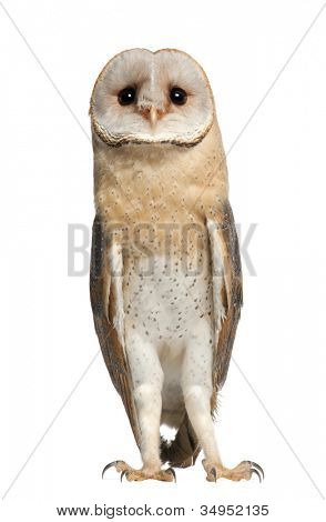 Barbagianni, Tyto alba, 4 mesi di età, in piedi su sfondo bianco