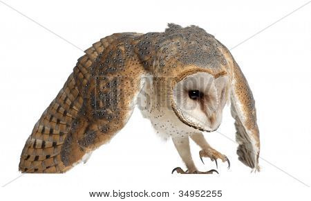 Barbagianni, Tyto alba, 4 mesi di età, su sfondo bianco