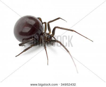 Araignée de la maison commune, Parasteatoda tepidariorum, sur fond blanc