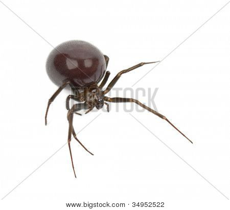 Araignée de la maison commune, Parasteatoda tepidariorum, sur fond blanc