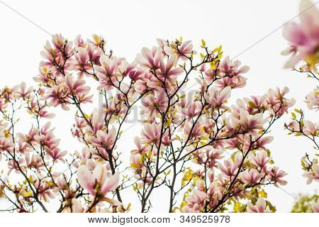 Flowering Magnolia Liliflora Tree In The Spring