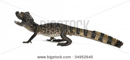 Caiman spectacled, Caiman crocodilus เรียกอีก อย่างว่าเป็นไวท์ Caiman หรือทั่วไป Caiman, ol 2 เดือน