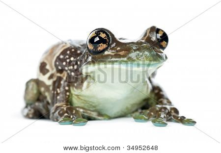 Rana de la leche del Amazonas, Trachycephalus resinifictrix, retrato sobre fondo blanco