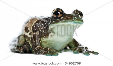 Amazon Milk Frog, Trachycephalus resinifictrix, against white background