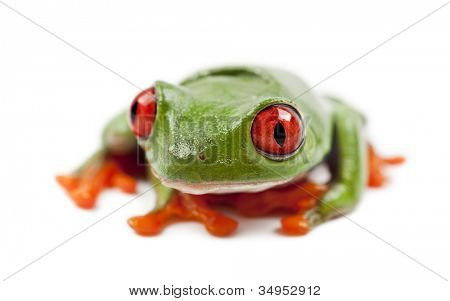 Kırmızı Treefrog, kırmızı callidryas, beyaz arka planı portre