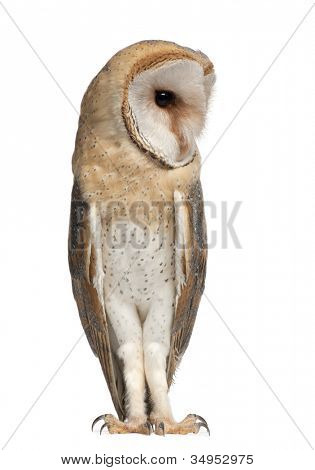 Barbagianni, Tyto alba, 4 mesi di età, in piedi su sfondo bianco
