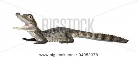 Caiman spectacled, Caiman crocodilus เรียกอีก อย่างว่าเป็นไวท์ Caiman หรือทั่วไป Caiman, ol 2 เดือน