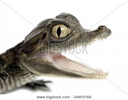 Caiman spectacled, Caiman crocodilus เรียกอีก อย่างว่าเป็นไวท์ Caiman หรือทั่วไป Caiman, ol 2 เดือน