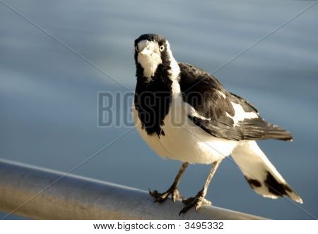 Straka Lark