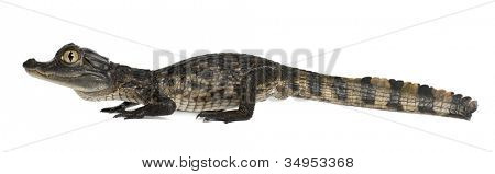 Caiman spectacled, Caiman crocodilus เรียกอีก อย่างว่าเป็นไวท์ Caiman หรือทั่วไป Caiman, ol 2 เดือน