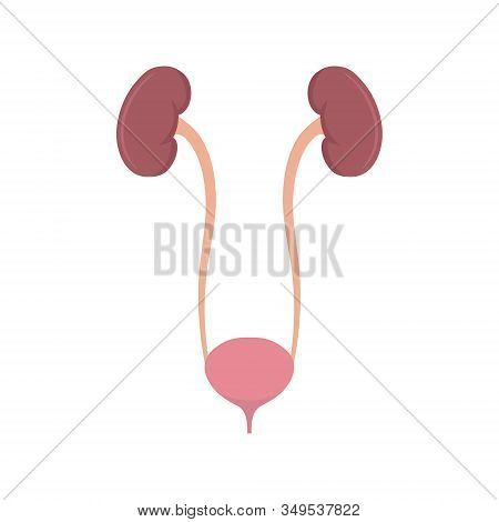 Vector Illstration Of Bladder. Flat Design. Isolated.