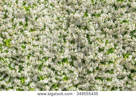 Confederate Jasmine,trachelospermum Jasminoides Or Star Jasmine White Flowers Background With Multip
