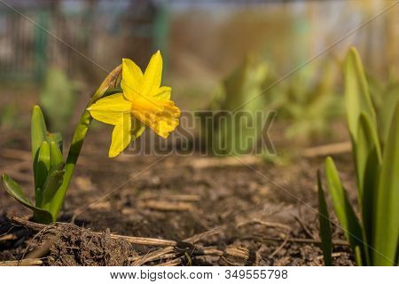 Sunny Springtime Foliage Of Yellow Narcisus Opened Up During Early Spring Warmth.