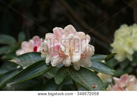 Big Azalea Or Rhododendron In Garden. Season Of Flowering Azaleas (rhododendron) At Botanical Garden