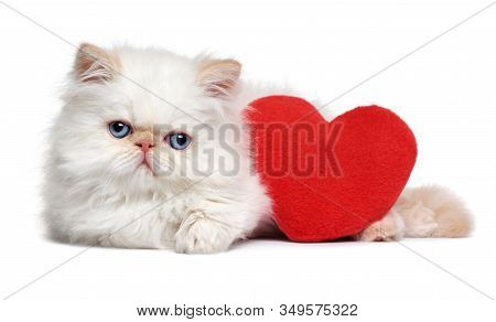 Cute Lover Valentine Persian Colourpoint Kitten With A Red Heart, Isolated On White Background