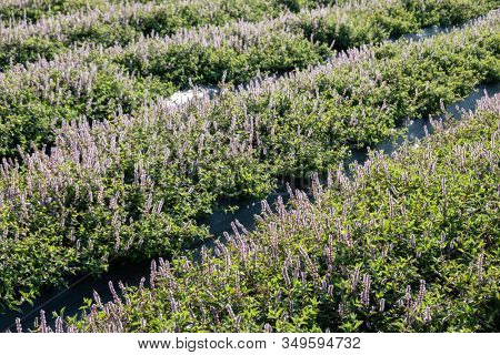 pink purple mesona flowers at farm, Taiwan