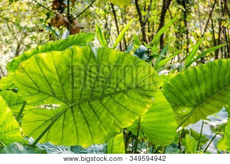 green alocasia odora leaf in the outdoor of city