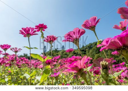 pink cosmos flowers farm under blue sky in the outdoor