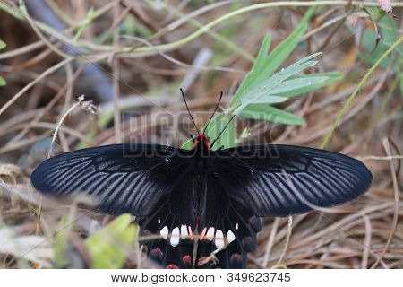Close-up Of A Black Wings And Red Head Butterfly On The Green Grass Leaves In Nature, Butterfly Wing