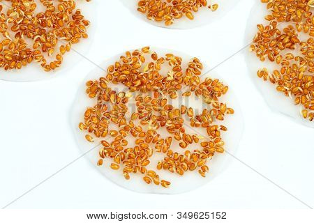 Sprouting Seeds Of The Garden Cress On White Background.  Seeds Are Placed On The Wet Cleansing Pad.