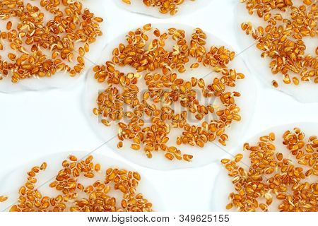 Sprouting Seeds Of The Garden Cress On White Background.  Seeds Are Placed On The Wet Cleansing Pad.