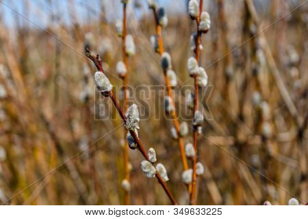 Brunch Of Blossoming Pussywillow On Early Spring