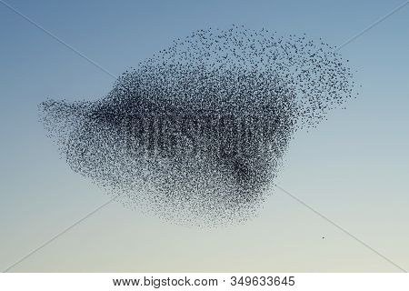 Beautiful Large Flock Of Starlings. A Flock Of Starlings Birds Fly In The Netherlands. During Januar