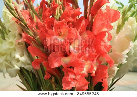 Bunch Of Coral Pink And White Gladiolus For Sale On The Local Market In Bolivia