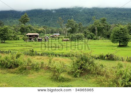 Reis Felder laos