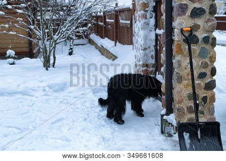 Black Dog Standing Near Wooden Gate On Snowy Cottage Walkpath.dog Waiting Door. Wodden Fence And Bri